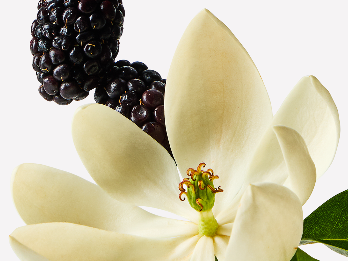 Oud Berry