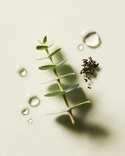 Eucalyptus Tea