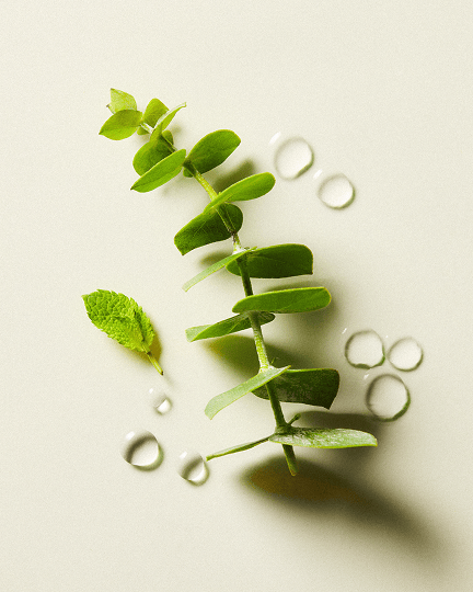 Eucalyptus Spearmint