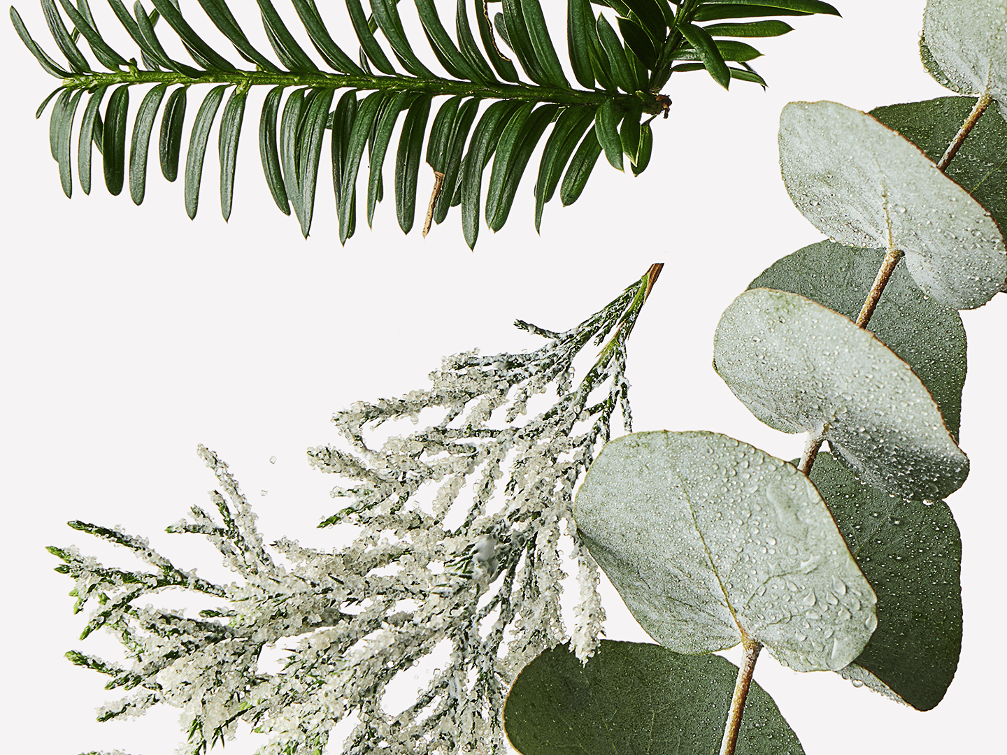 Iced Winter Balsam