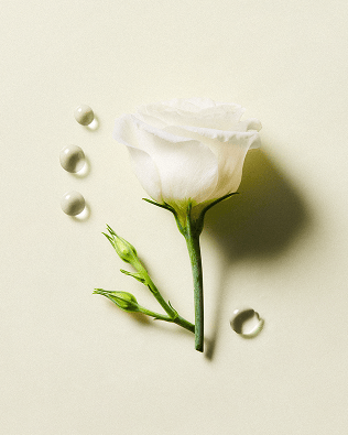Heirloom Rose