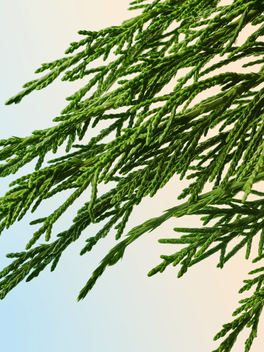 “Five stars. Fresh, manly. The cypress notes are slightly citrussy. Love it on my husband.”