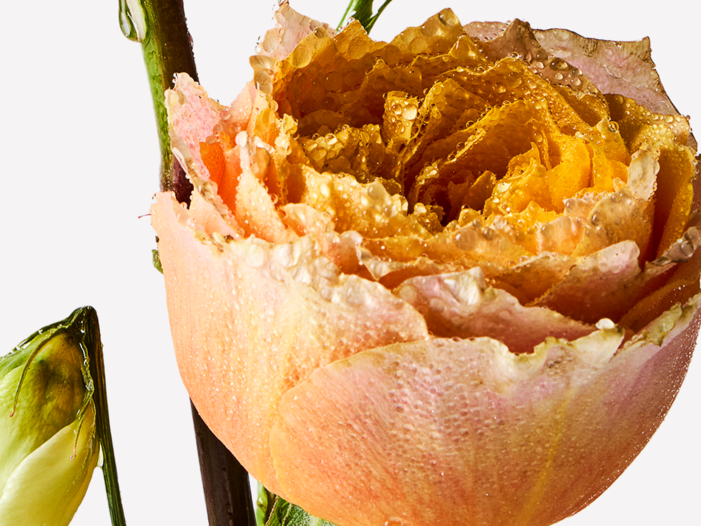 Heirloom Rose