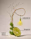 Gone Fishing Wallflowers Refills 2-Pack