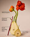 Poppy 3-Wick Candle