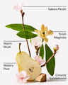 Forever Cherry Blossom Fine Fragrance Mist