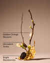 Touch of Gold Fine Fragrance Mist
