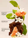 In the Stars Wallflowers Fragrance Refill