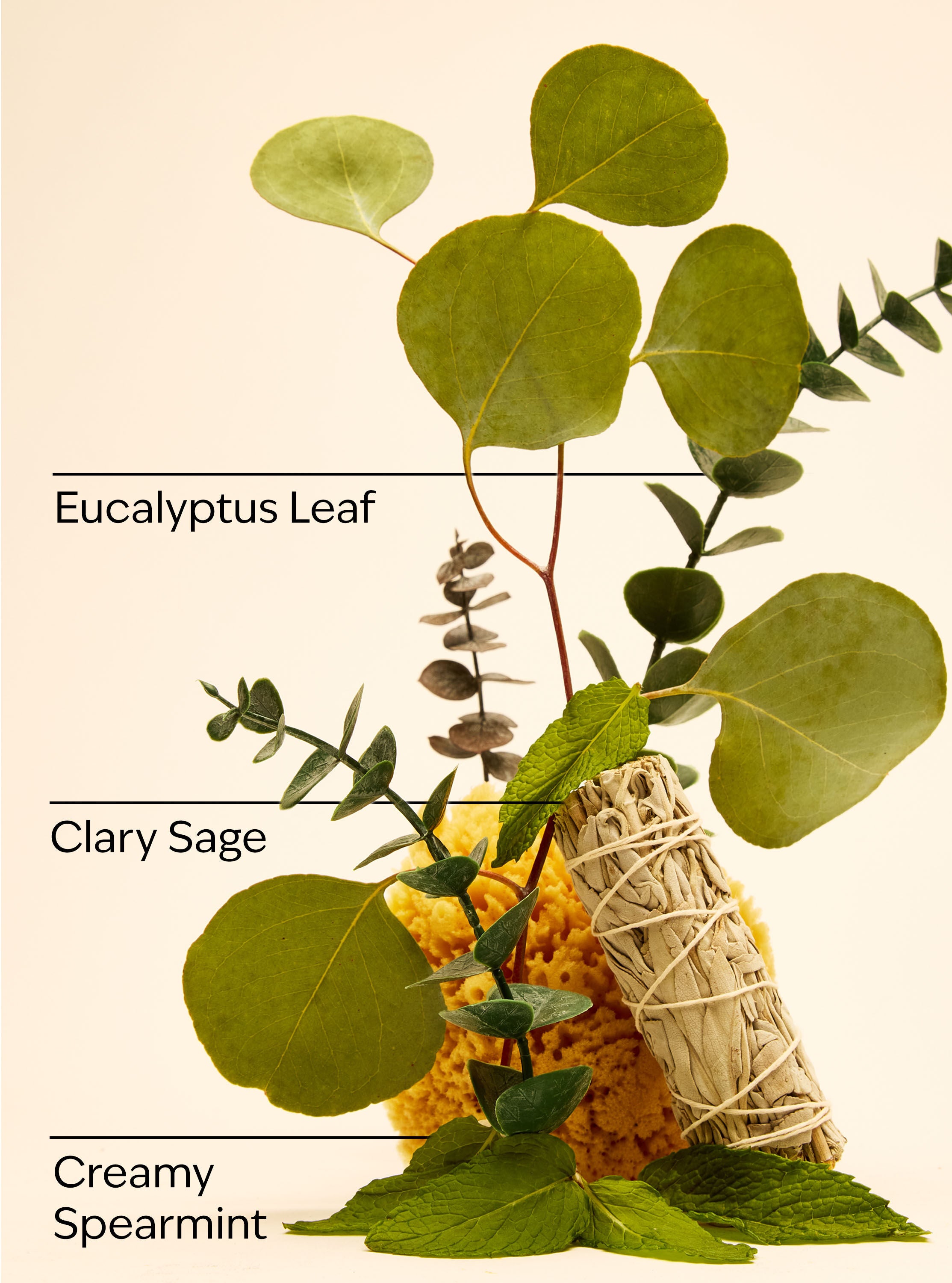 Eucalyptus Spearmint Wallflowers Fragrance Refill | Bath & Body Works
