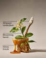 Whipped Honey & Vanilla Concentrated Room Spray