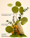 Eucalyptus Spearmint Moisturizing Conditioner