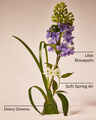 Fresh Cut Lilacs Wallflowers Refills 2-Pack