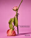 Rose Vanilla Single Wick Candle