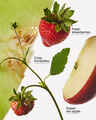 Strawberry Melon Wallflowers Refills 2-Pack