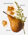 Golden Pear & Honey Wallflowers Fragrance Refill