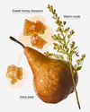 Golden Pear & Honey Wallflowers Fragrance Refill