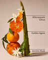 Sweet Orange & Agave Wallflowers Fragrance Refill