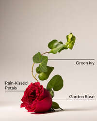 Kitchen Rose Counter Spray