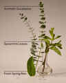 Eucalyptus Rain Wallflowers Fragrance Refill