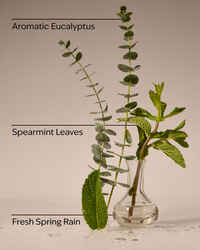 Eucalyptus Rain Wallflowers Fragrance Refill