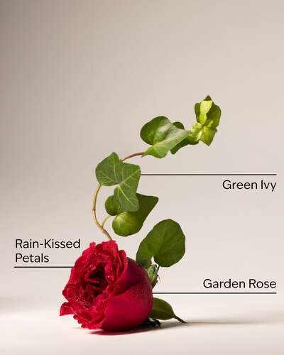 Kitchen Rose Dish Wash