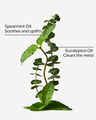 Stress Relief: Eucalyptus + Tea Essential Oil Mist