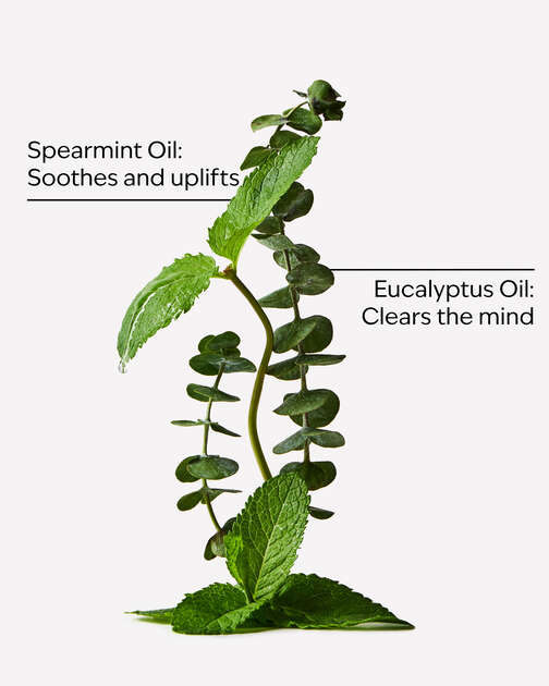 Stress Relief: Eucalyptus + Tea Essential Oil Mist