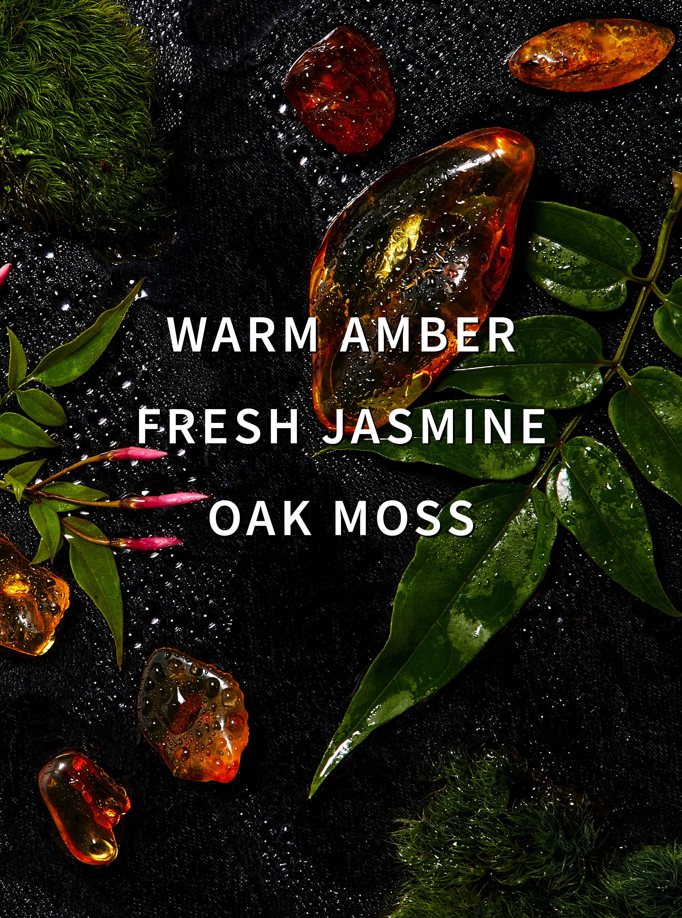 Amber blush perfume best sale price