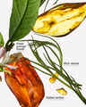 Salted Amber & Vetiver Gentle & Clean Foaming Hand Soap