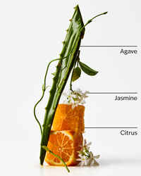 Sweet Orange + Agave 4-Wick Candle
