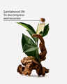Sandalwood Ultimate Hydration Body Cream