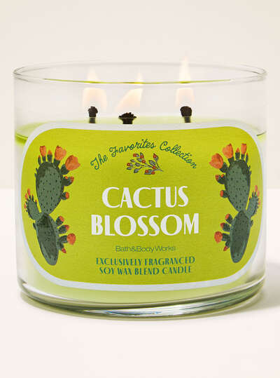 tall indoor cactus Large Peruvian Apple Cactus | Succulents & Houseplants for Delivery