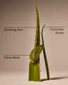 Cool Aloe Water Daily Moisturizing Hand Soap