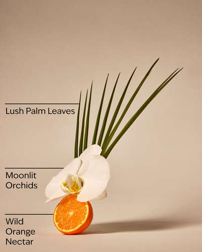 Canopy Dreams Wallflowers Fragrance Refill