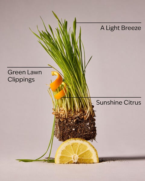 The Lawn Whisperer Wallflowers Refills 2-Pack