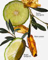 Olive Leaf & Bergamot Wallflowers Fragrance Refill
