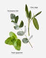 Eucalyptus Spearmint Body and Massage Oil