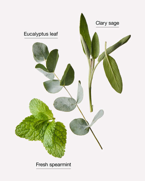 Eucalyptus Spearmint Body and Massage Oil