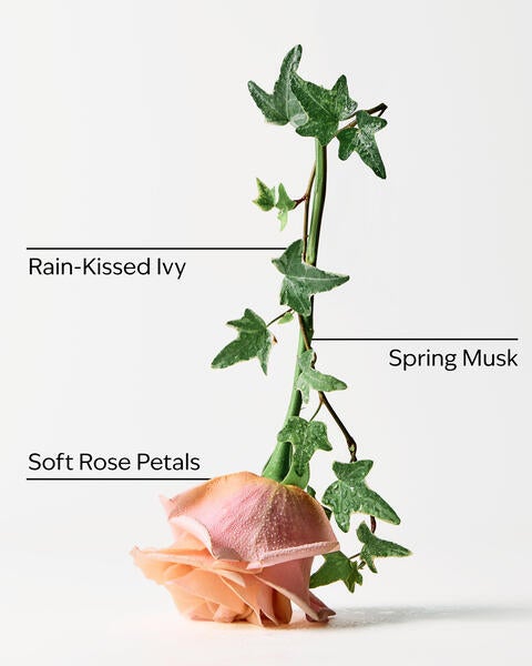Rose Water & Ivy 3-Wick Candle