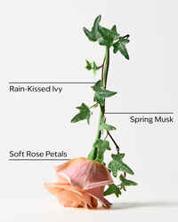 Rose Water & Ivy 3-Wick Candle