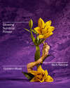 Rapunzel Fine Fragrance Mist
