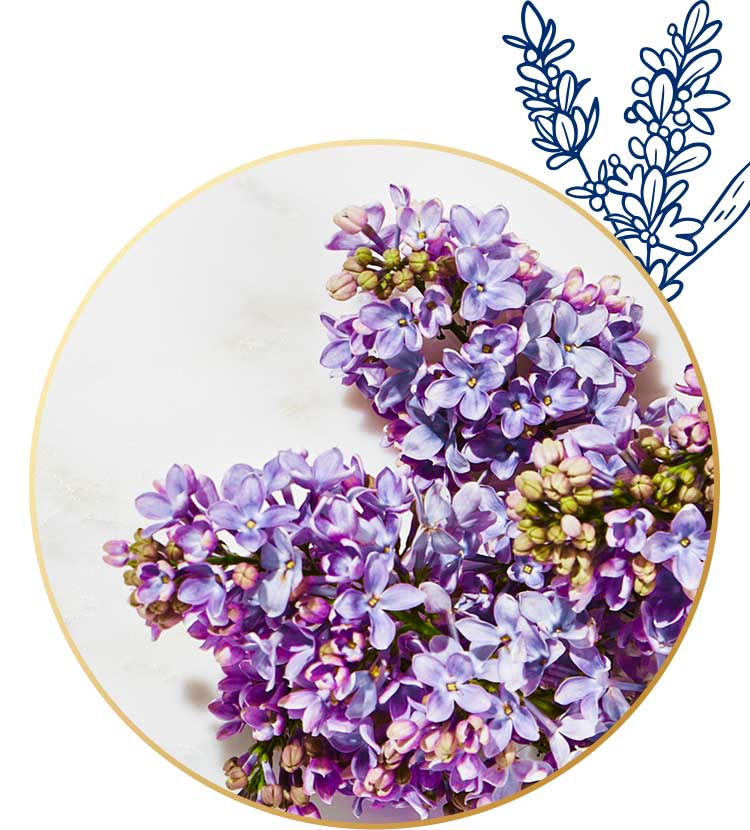 Lavender essential oil