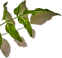 Foliage