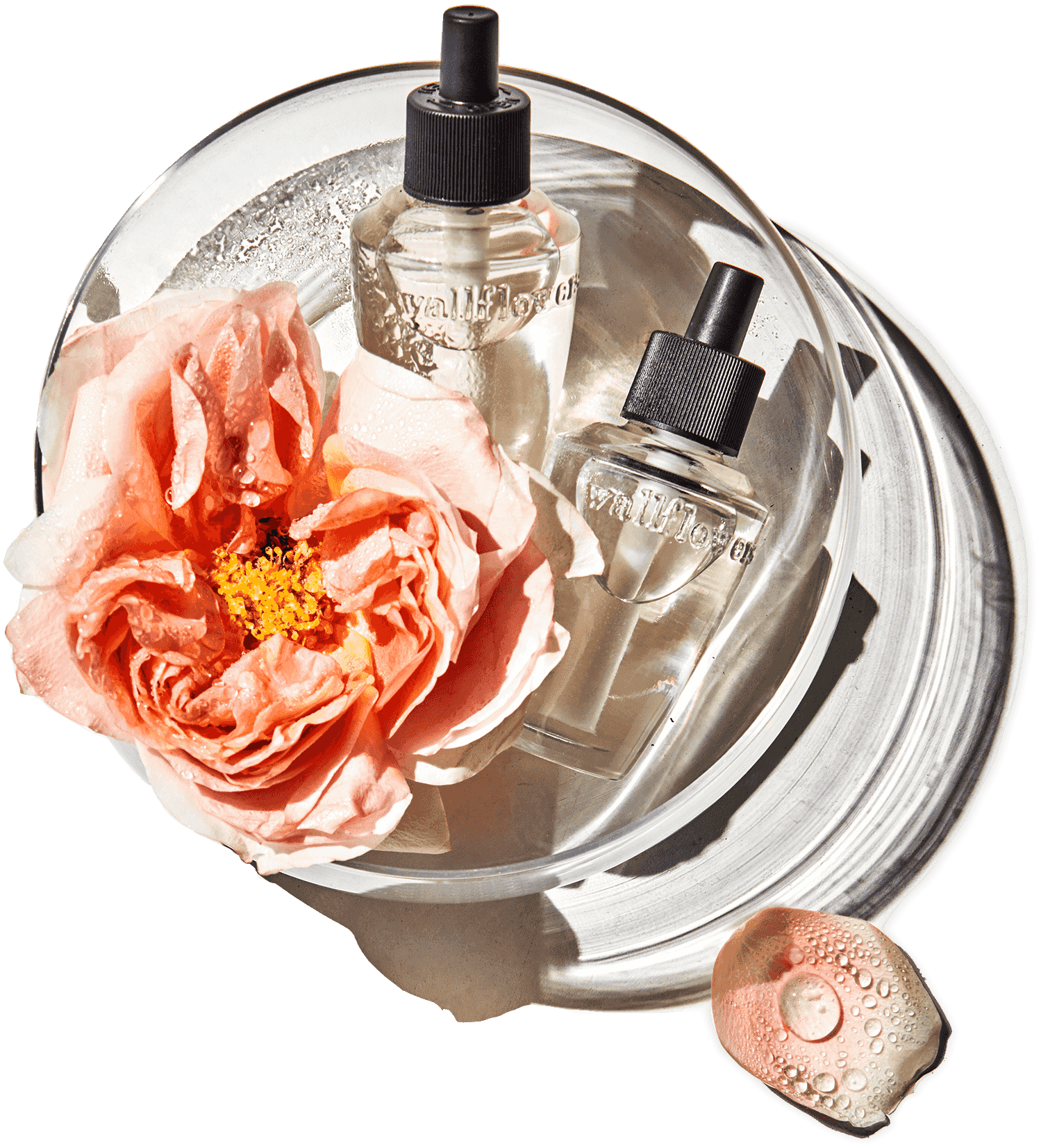 Wallflowers bulbs and rose in bowl