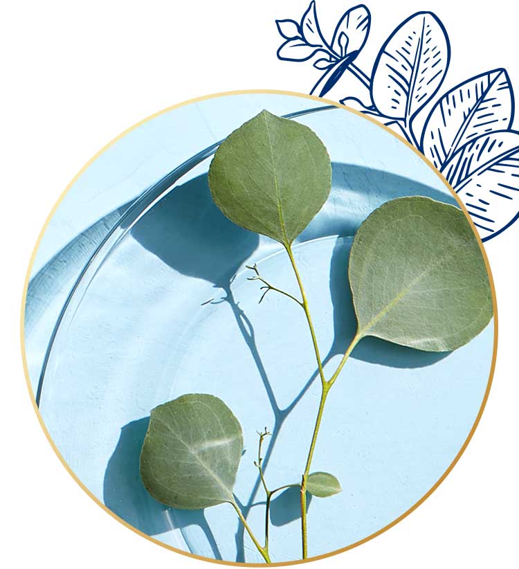 Eucalyptus essential oil