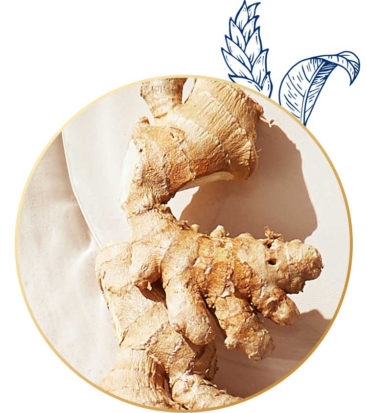 Ginger oil