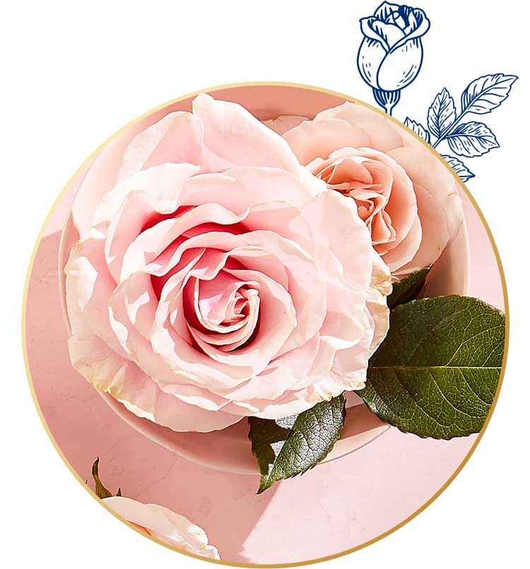 Rose essential oil