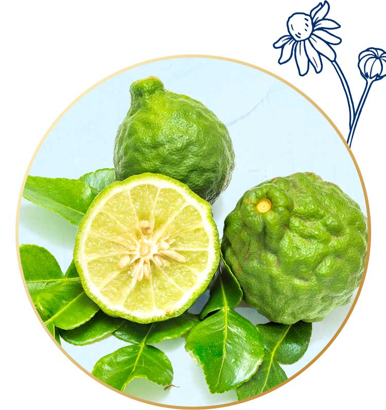 Bergamot essential oil