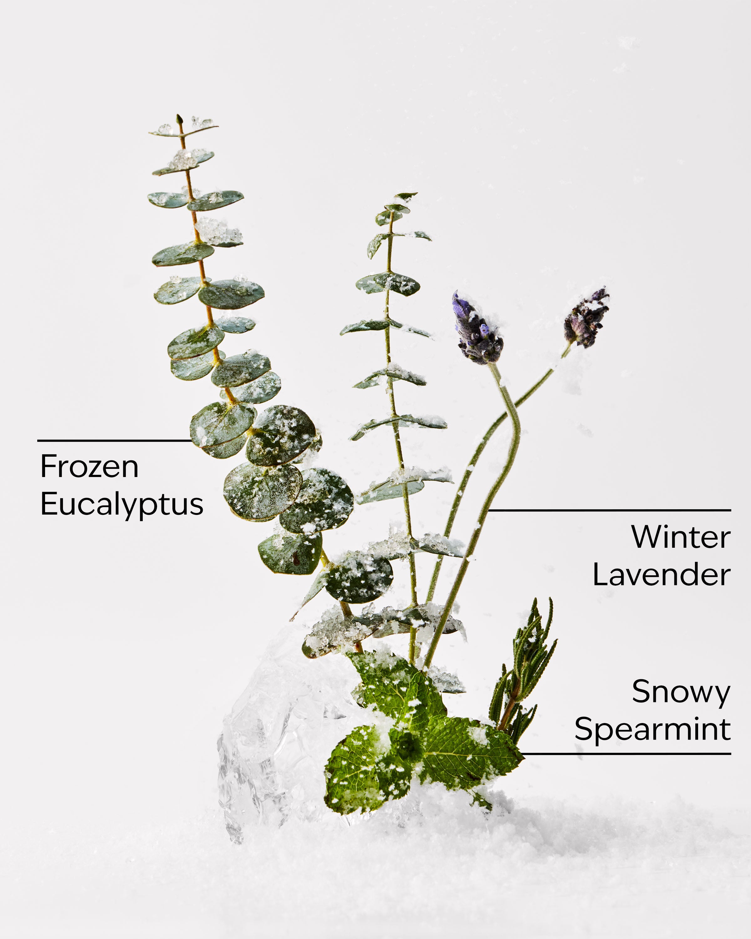 Eucalyptus Snowfall 3-Wick Candle