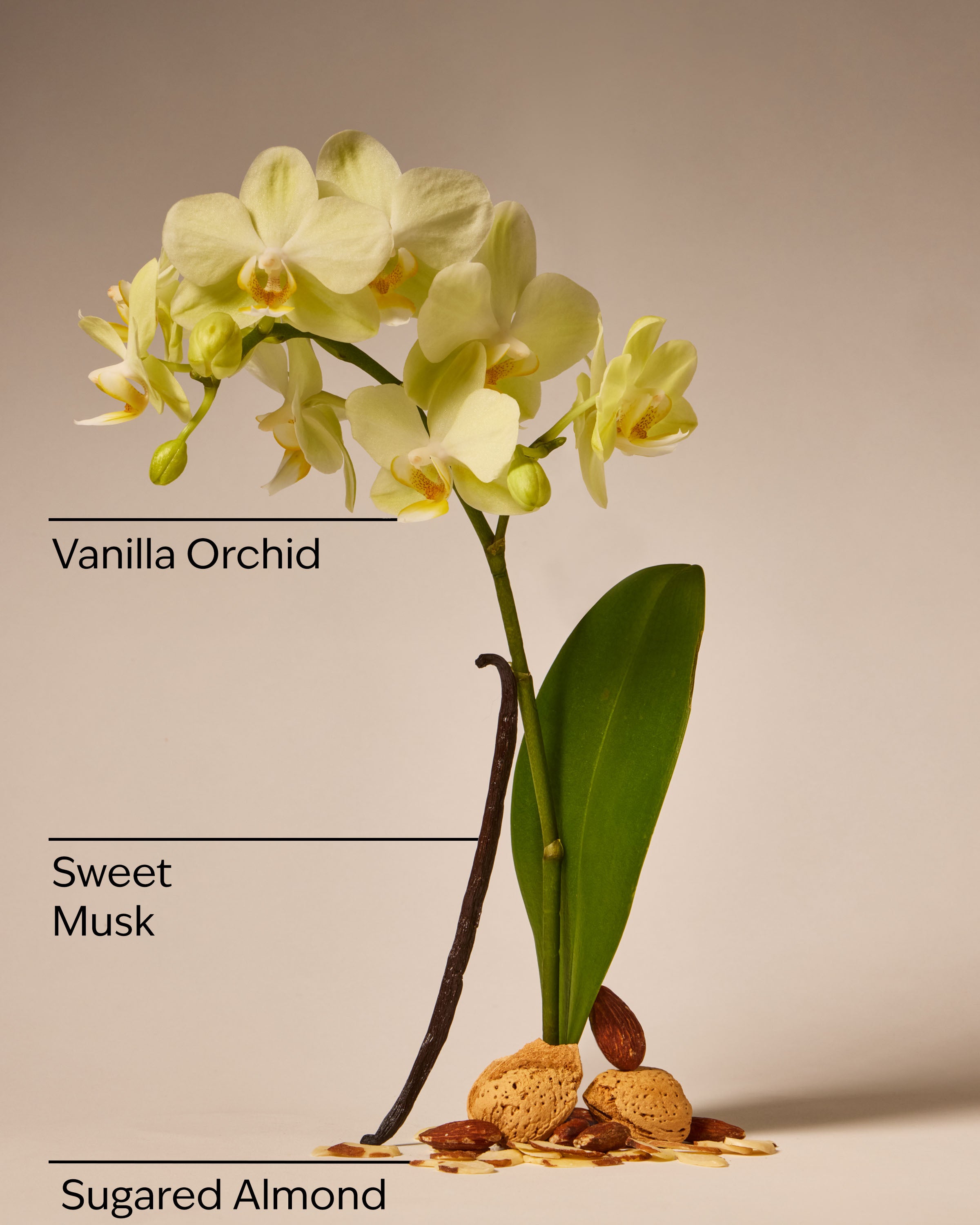 Cozy Vanilla Almond Daily Moisturizing Hand Soap